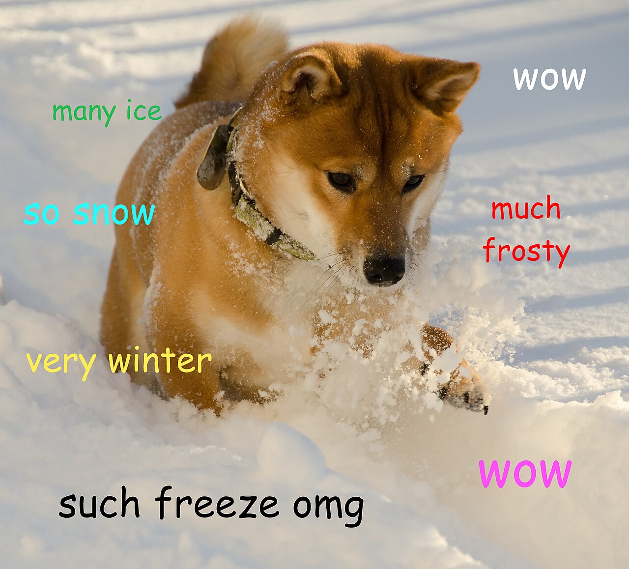A licensed example of the Doge format: a dog photograph with scattered, brightly colored inner-monologue captions.