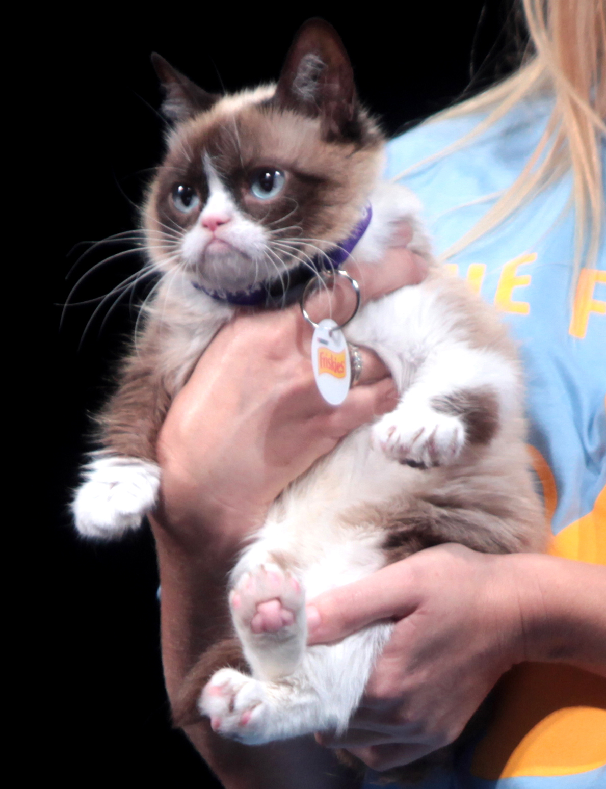 Grumpy Cat photographed by Gage Skidmore at VidCon in June 2014.