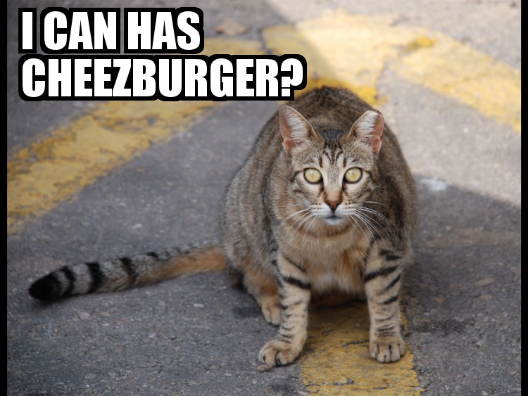 A 2007 lolcat example credited to Or Hiltch.